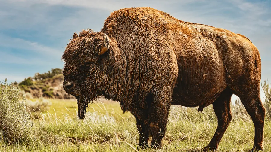 En visent i North Dakota.