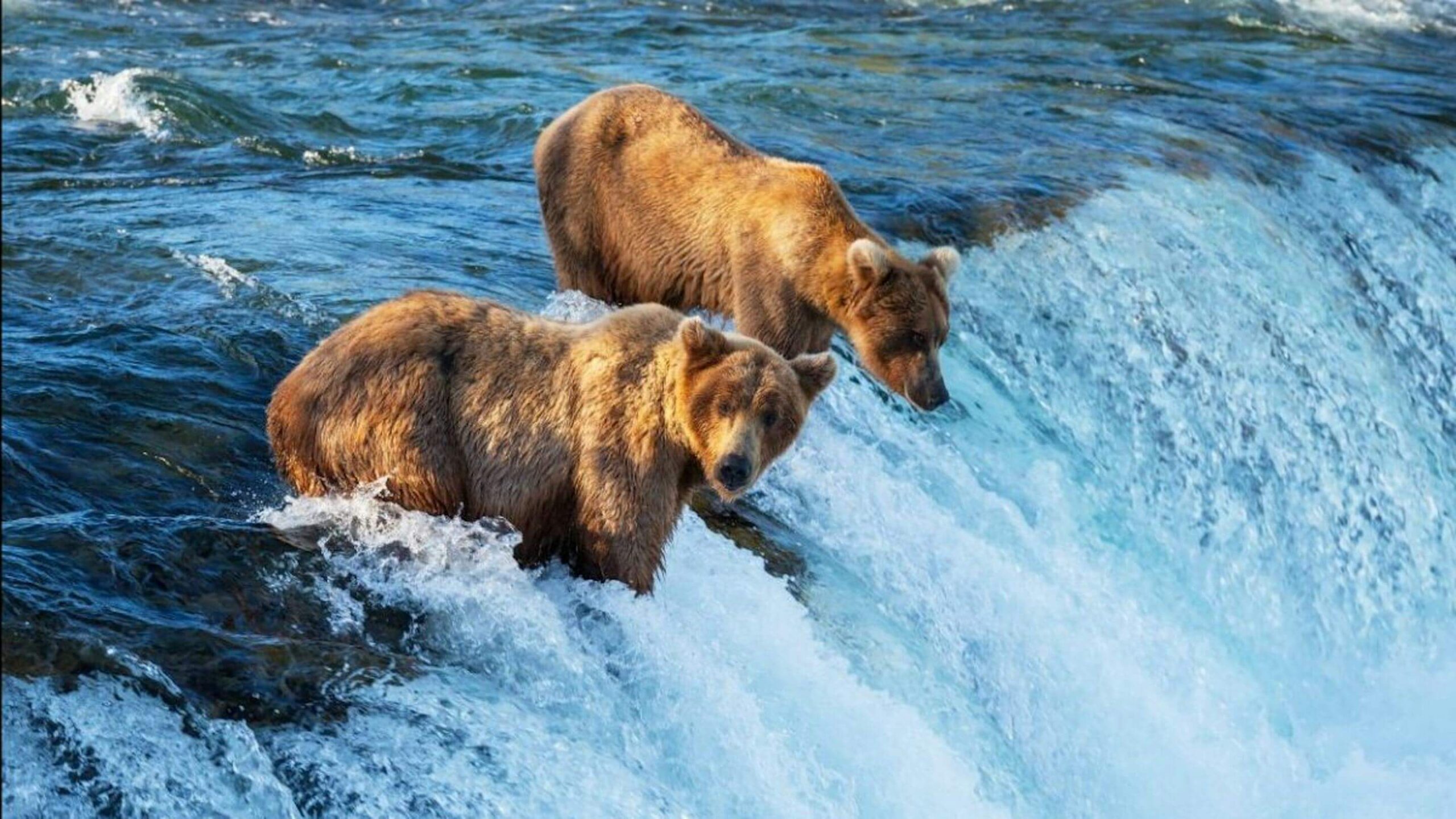 Kryssning i Alaska med Royal Caribbean