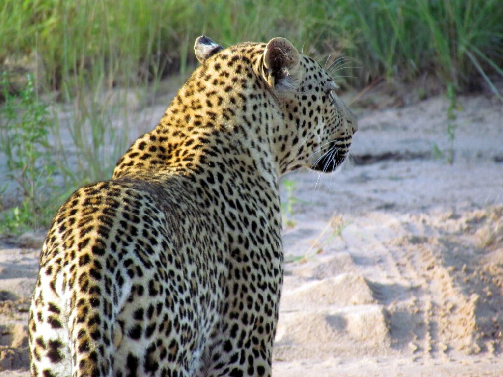 Leopard som blickar ut över savannen i Sabi Sand vid Kruger nationalpark, Sydafrika