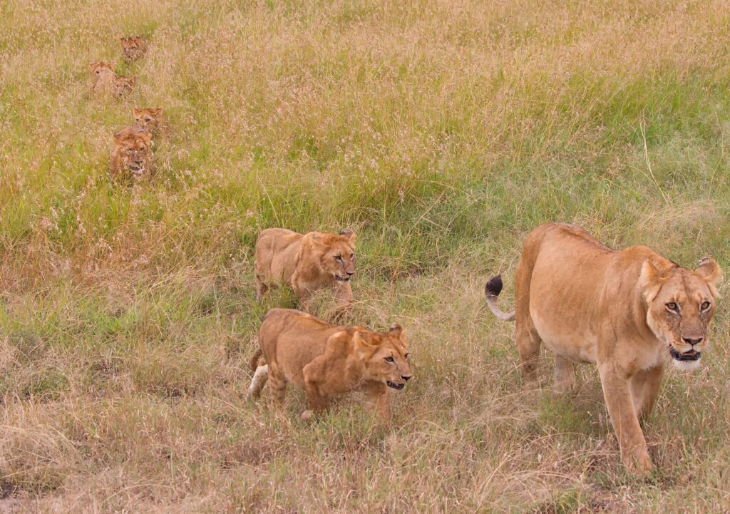 Lejonhona med sina ungar i högt gräs i Masai Mara, Kenya